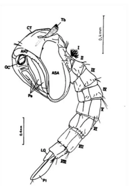 Figura  11:  Aspectos  da  pupa.  ANT  –   antena  (do  adulto  em  formação);  CT  – cefalotórax; LG  –  lobo genital; Oc  –  olho composto; Pe  –  pernas (do adulto em  formação); PI  –  paleta; I-VIII  –  segmentos abdominais