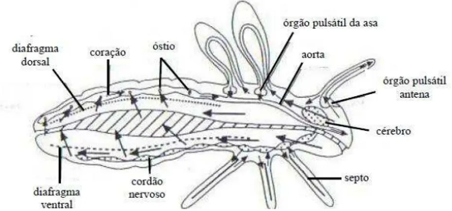 Figura 19: Sistema circulatório de insetos.  