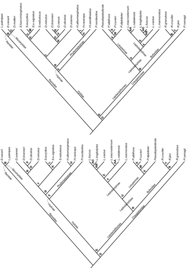 Figura 1.2:Filogenias das espécies de anuros da Usina Japungu, Santa Rita-PB, utilizadas para verificar a  influência  de  fatores  filogenéticos  na  morfometria  (acima),  no  uso  de  microhábitats  (acima)  e  na  dieta  (abaixo)