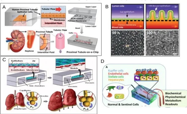 Figure 2  -  Various  types  of cell  cultures  currently been used  on  latest organ-on-chips
