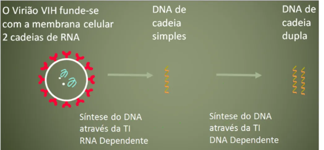 Figura 1.3: Síntese do ADN pela Transcriptase Inversa do VIH (Valente, 2009). 