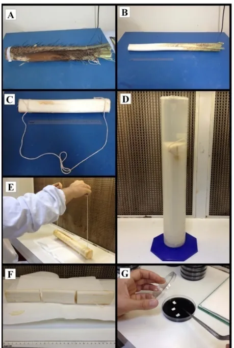 Figura 3 Procedimento de limpeza e assepsia do material no laboratório para indução da  calogênese  visando  a  embrigênese  somática