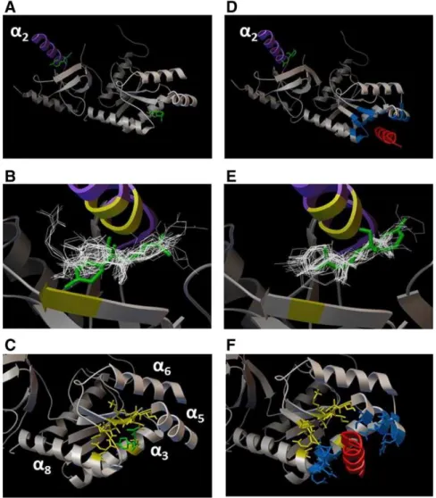 Fig. 5. In silico analysis of the molecular interaction between ( − )-α-bisabolol and Ca 2+ channels
