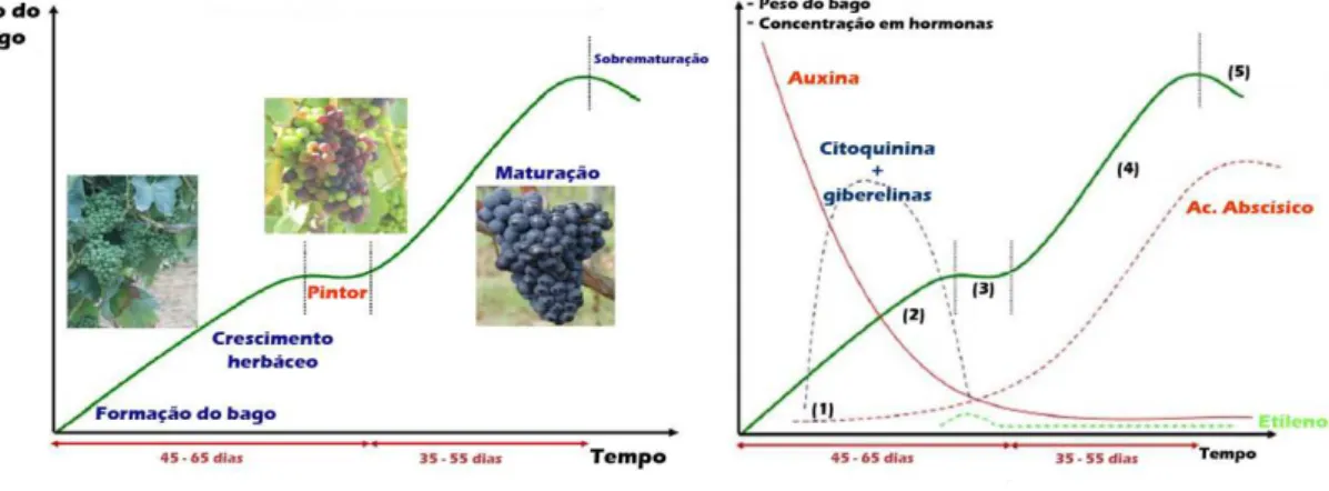 Figura 4 - Fases da maturação da uva e evolução do peso do bago (adaptado de: Dias, 2006)