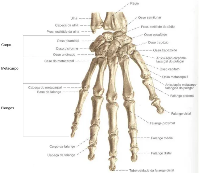 Figura 2.1 - Representação óssea da mão direita humana (adaptado). 