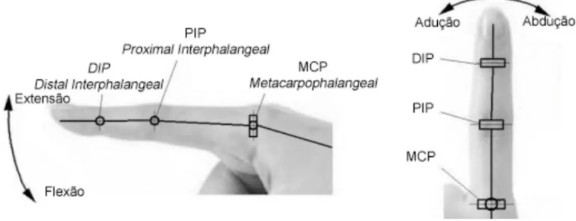 Figura 2.2 – Articulações e graus de movimento do dedo indicador. 