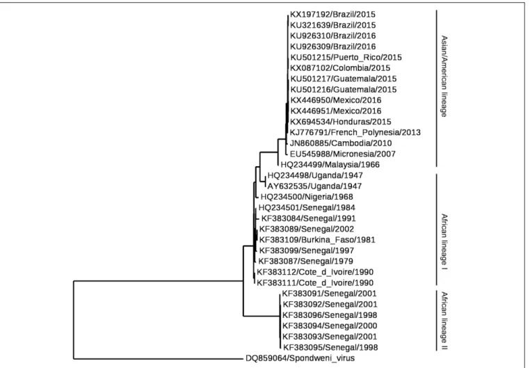 FIGURE 2 | Phylogram of Zika virus (ZIKV). The phylogenetic tree was based on the sequence of NS5