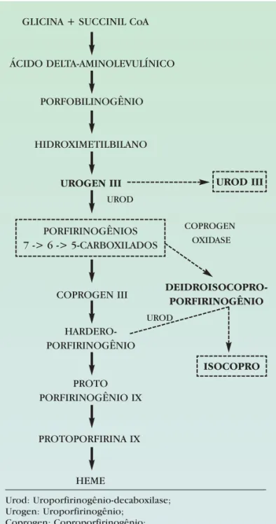 FIGURA 1: Figura 1: Cadeia de biossíntese das porfirinas-heme e as