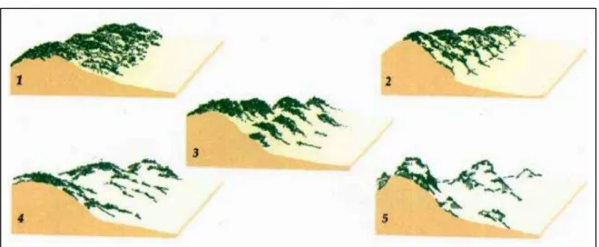 Figura 2  –  Morfologia das dunas frontais: estágio bem vegetado e estável (1) a altamente erosivo  (5)