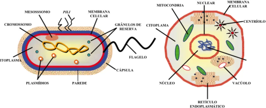 Figura 1 – Representação esquemática de uma célula procariótica e de uma célula eucariótica
