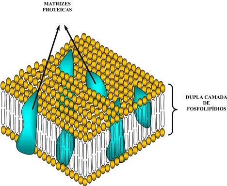 Figura 6 – Modelo tridimensional da membrana celular bacteriana, evidenciando-se, em  sua composição, uma dupla camada de fosfolipídios entremeada por estruturas proteicas,  que se projetam, tanto para o espaço intra como extracelular, conferindo um aspect