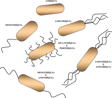 Figura 8 – Desenho esquemático da classificação bacteriana quanto à presença de flagelos