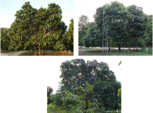 Figura 4: Árvores 2, 3 e 4 de castanheira-do-brasil (Bertholletia excelsa) enxertadas, variedade 609, utilizadas na pesquisa.