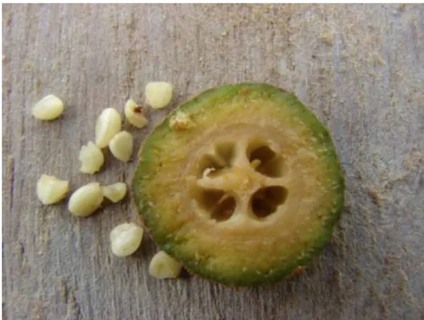 Figura 6: Fruto após 25 dias da polinização (vingamento inicial), com quatro lóculos e sementes já em desenvolvimento.