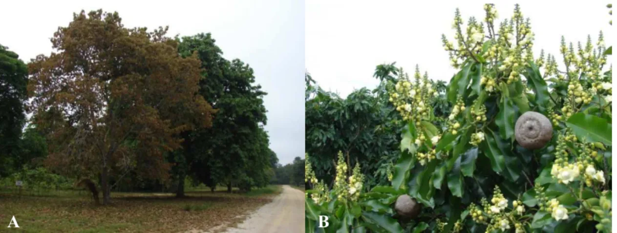Figura 7: Estágios fenológicos de castanheira-do-brasil (Bertholletia excelsa) em cultivo, no município de Itacoatiara-AM, em 2007: A) Mudança de folhagem; B) Pico da florada.