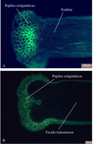 Figura 9: Microscopia de fluorescência em estigma de castanheira-do-brasil (Bertholletia excelsa) em cultivo no município de Itacoatiara-AM: A) Superfície externa do estigma; B) corte transversal do pistilo, evidenciando as papilas do estigma.