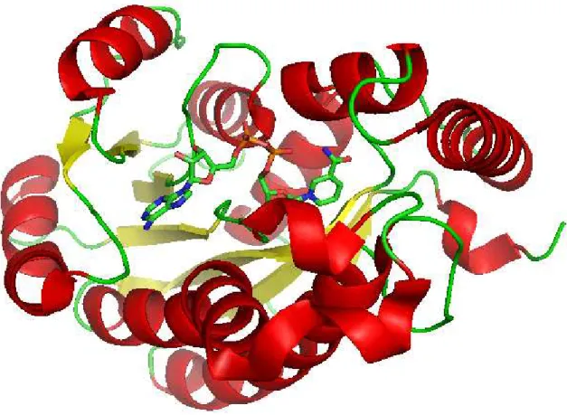 Figura 5 - Estrutura cristalográfica da enzima 2AQ8 complexada ao NADH, cadeia A. 