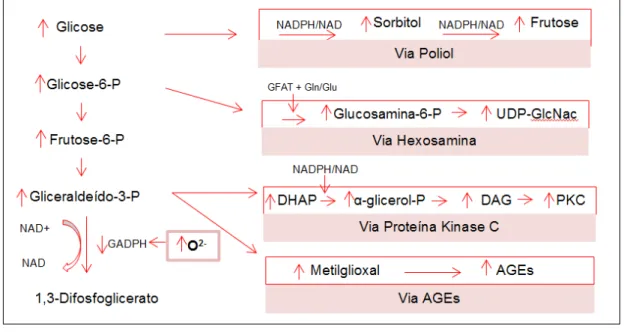 Figura  1:  Potencial mecanismo de  geração exacerbada  de  superóxido  mitocondrial  devido à hiperglicemia e ativação de vias alternativas deletérias de metabolização