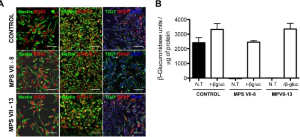 Figure 3.  Schematic experimental workflow for differentiation of neural cells from control and MPS VII  iPSC-NPCs in 2D (top) and 3D (bottom) culture systems and characterization of human MPS VII neurons  in 2D cultures