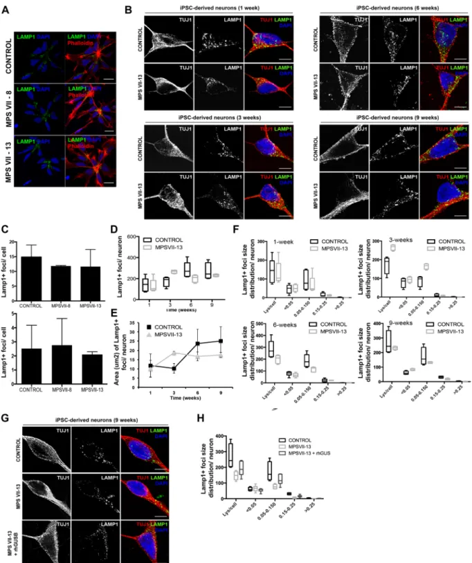 Figure 6.  Lysosome structural alteration in MPS VII NPCs and neurons. (A) Immunofluorescence microscopy  of control and MPS VII NPC, stained for LAMP1 (green) and DAPI (blue; left panel) or phalloidin (red) and  DAPI (blue; right panel); scale bars 20 µm