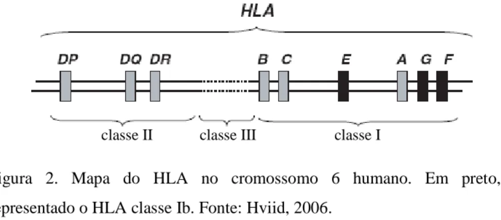 Figura  2.  Mapa  do  HLA  no  cromossomo  6  humano.  Em  preto,  representado o HLA classe Ib