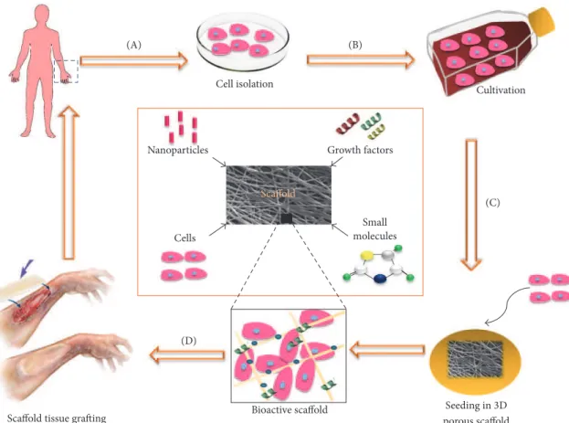 Figure 1: Diagram of the concept of tissue engineering. (A) Cells are isolated from humans or animals, (B) cultivated in vitro, and (C) incor- incor-porated into a three-dimensional porous biomaterial (scafold), together with growth factors, small molecule