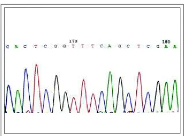 Figure 1:  Example of  gene sequencing Figura 1: Exemplo de seqüenciamento gênico