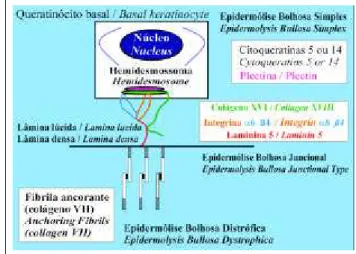 Figure 3: The adherence between the basal keratinocyte and the lamina densa is made by the transmembranous proteins based on the external plaque of the  hemi-desmosome (collagen XVII and integrin  α 6 β 4) and by laminin 5,