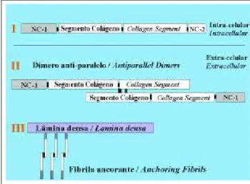 Figure 4: Diagram of the synthesis of collagen VII and anchoring fibrils.  After the loss of segment NC2 the formation of antiparallel dimers occurs, which group together and form anchorage fibrils