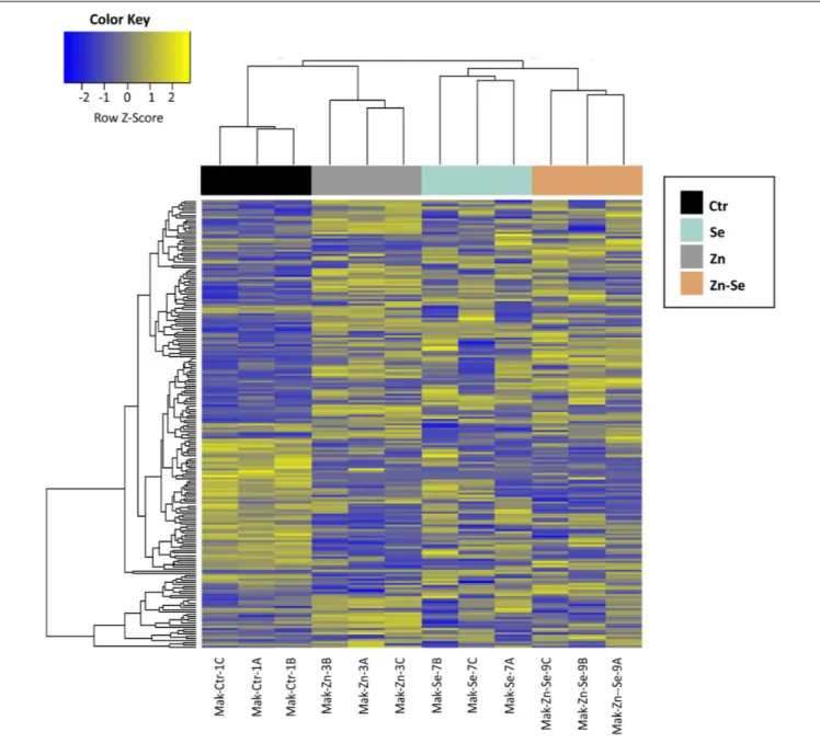 FIGURE 3 | Heatmap of rice cultivar Mak differentially expressed genes after biofortification with single and combined Zn and Se and application