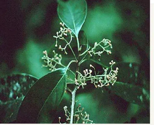Figura 1.  Ramo florido de Aniba canelilla  