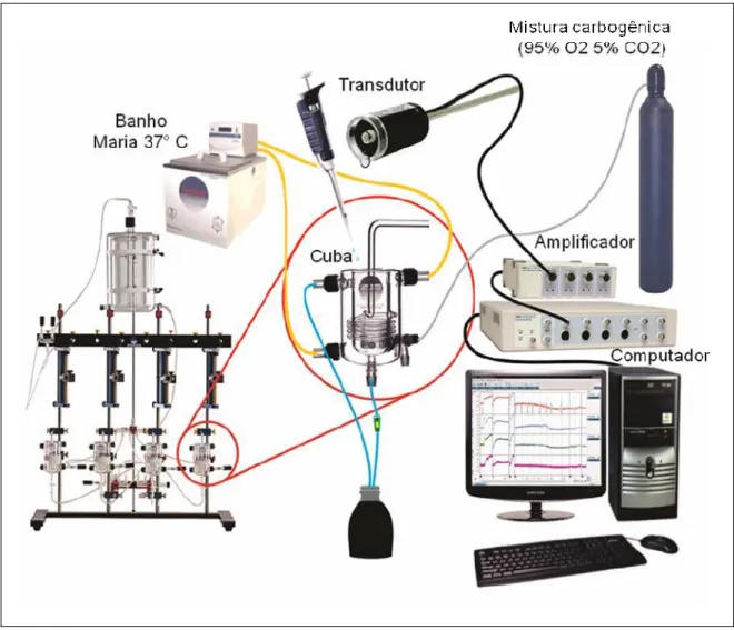 Figura 4. Sistema utilizado  nos experimentos de contratilidade in vitro em aorta de  rato