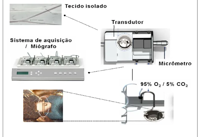 Figura 6. Sistema utilizado  nos experimentos de contratilidade in vitro em  mesentérica de rato