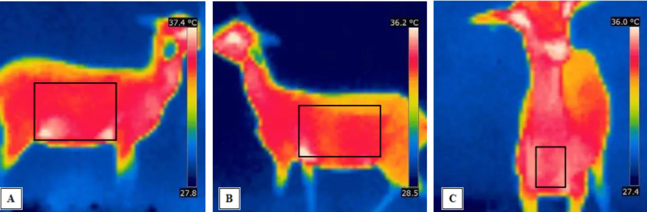 Figura 1  –  Imagens termográficas e área de coleta da temperatura superficial para a região do  lado direito (A), esquerdo (B) e peitoral (C)