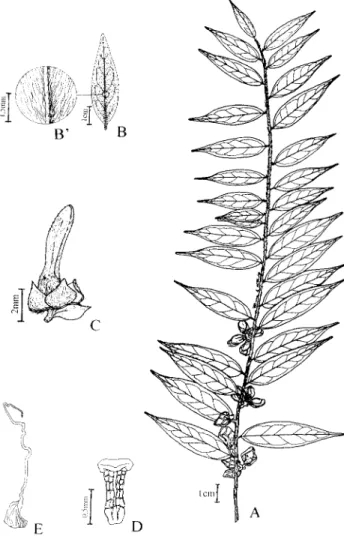 Figura 9. Xylopia frutescens. A. Ramo com frutos. B. Face dorsal da folha. B’. Detalhe do indumento da face dorsal