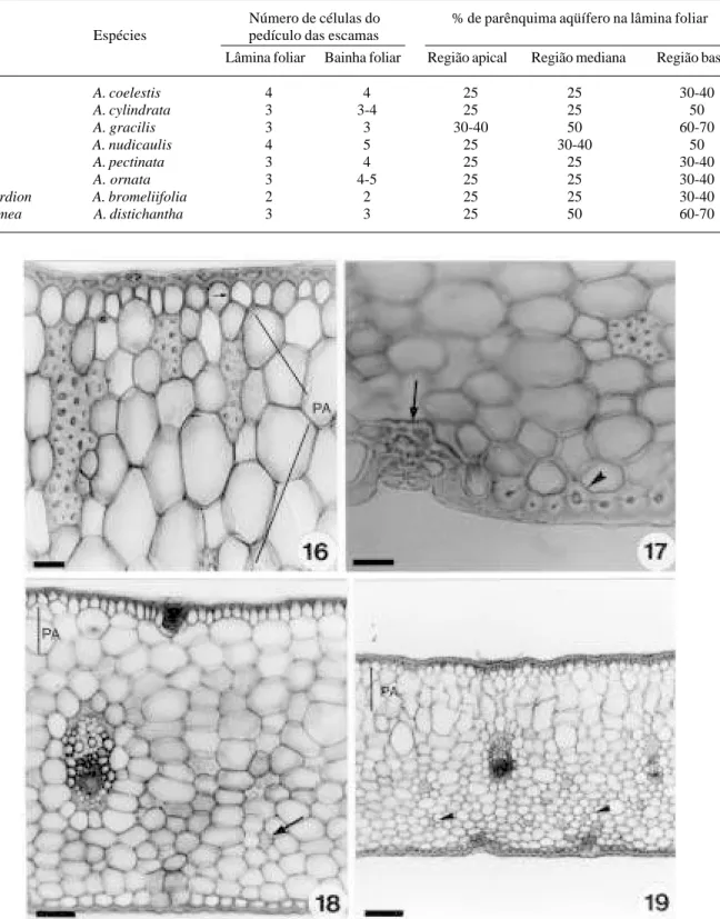Tabela 1. Variação na estrutura das escamas e na espessura do parênquima aqüífero de espécies de Aechmea (Bromeliaceae) do Estado de São Paulo.