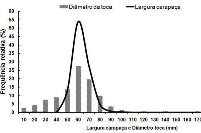 Figura  6  – Frequência  relativa  do  diâmetro  das  tocas  e  largura  da  carapaça  do  guaiamum, Cardisoma guanhumi, Latreille, 1828