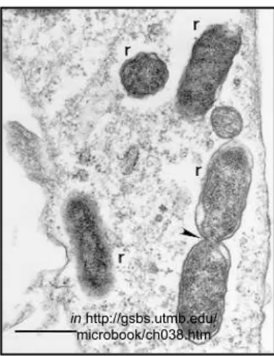 Figura 2- R. rickettsii em células de 