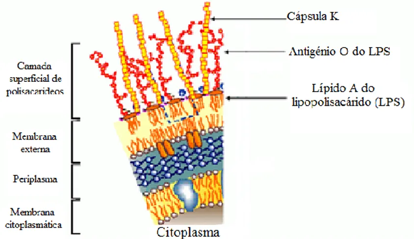 Figura 2 – Representação esquemática de corte vertical de E. coli (Adaptado de: Jornal of Endotoxin  Research, Vol.7, Nº3, 2001).