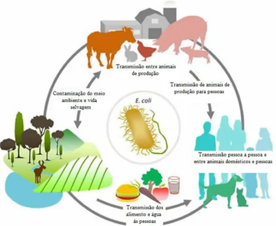 Figura 3 – Ciclo de transmissão de E. coli (Adaptado de: ECL- Université de Montréal)