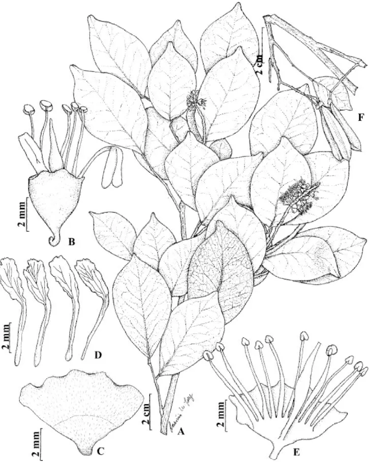 Figura 20. Myrocarpus leprosus. A. Ramo com inflorescência. B. Flor. C. Cálice, vista externa