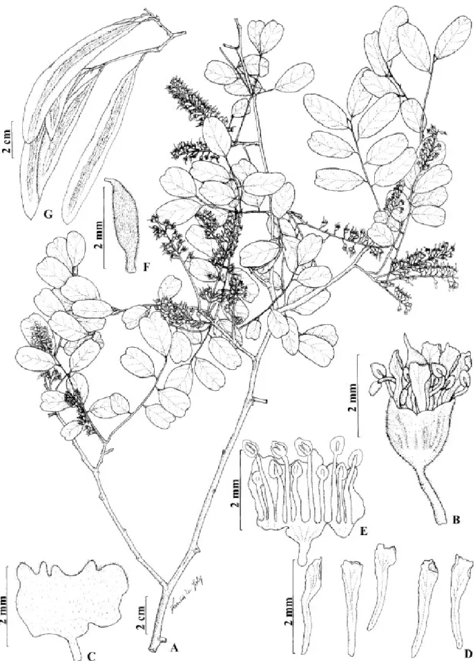 Figura 18. Myrocarpus fastigiatus. A. Ramo com inflorescências. B. Flor. C. Cálice, vista externa