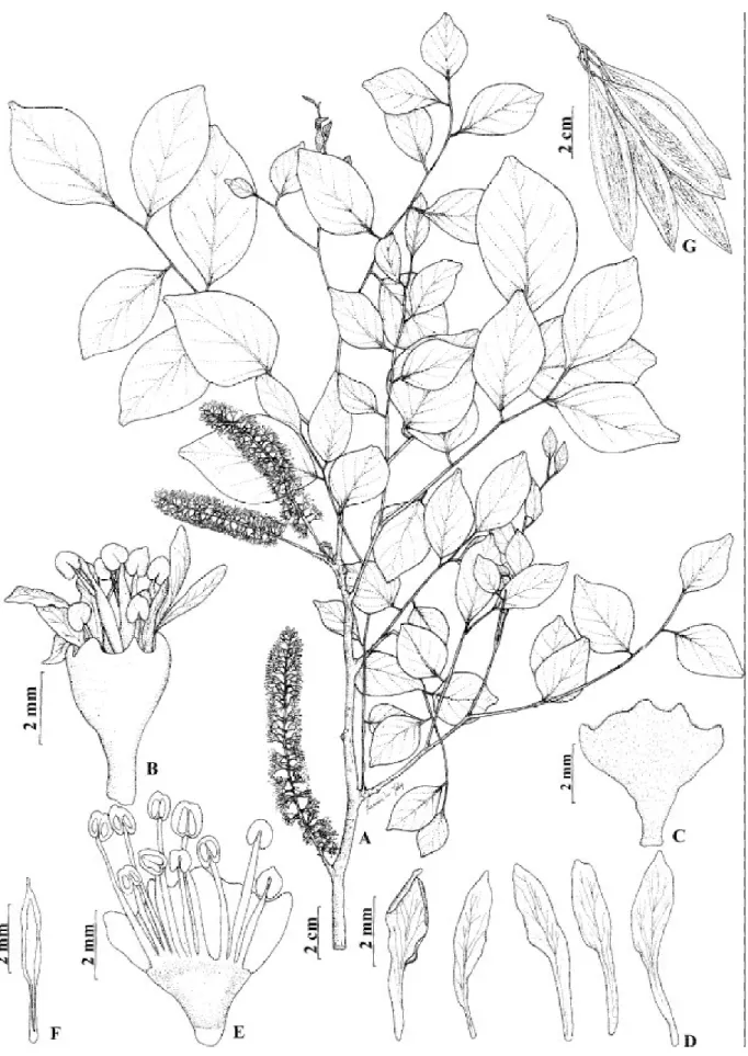Figura 19. Myrocarpus frondosus. A. Ramo com inflorescências. B. Flor. C. Cálice, vista externa