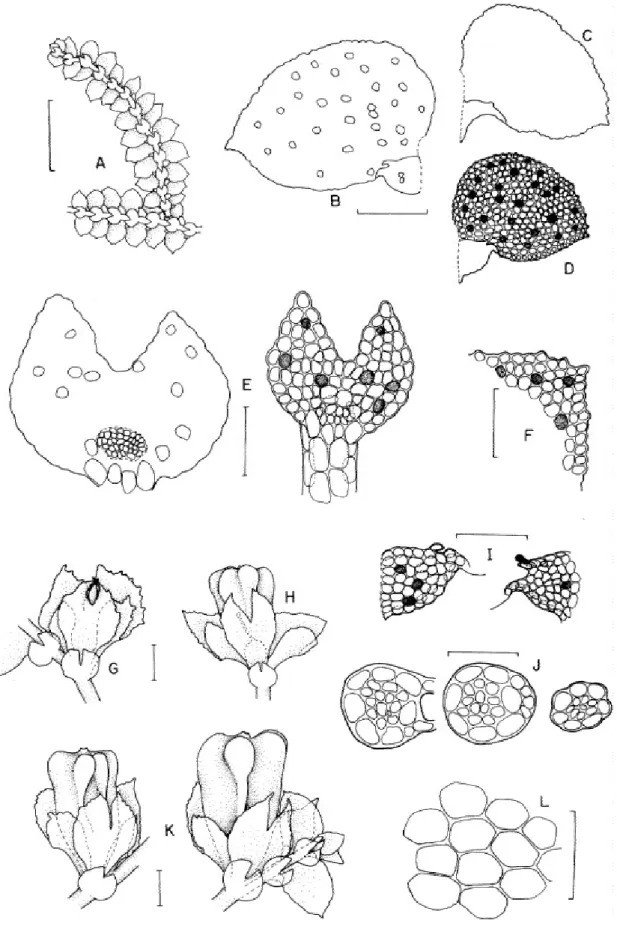 Figura 5. Lepidolejeunea involuta (Gottsche) Grolle. A. Hábito, vista ventral. B. Filídio com os ocelos destacados