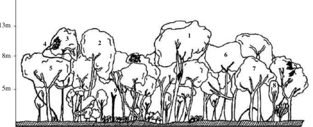Figura 4. Perfil esquemático da vegetação, confeccionado nas parcelas n. 39-40, instalada na floresta ribeirinha do arroio Passo das Tropas, Santa Maria, RS, Brasil