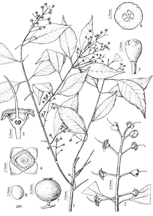 Figura 5.  Plinia rivularis  (Cambess.) Rotman - 1. Hábito. 2. Inflorescência. 3. Botão floral