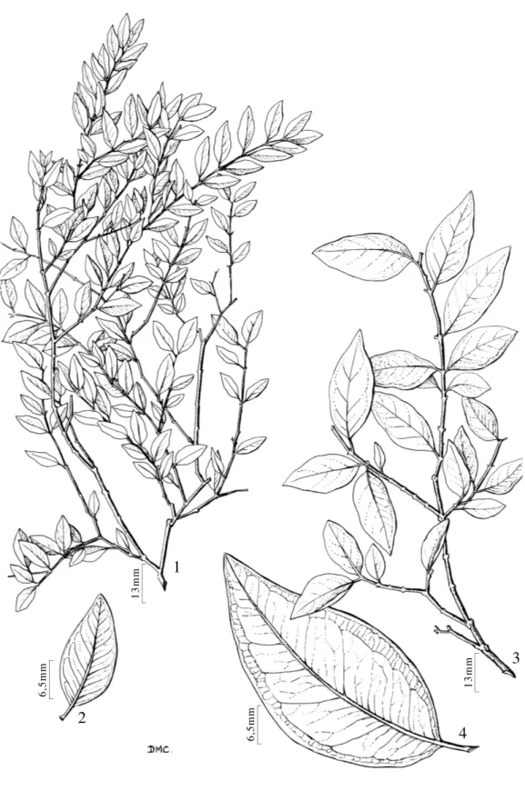 Figura 6A. Myrciaria cuspidata O. Berg  - 1. Hábito. 2. Folha (M.B. Romagnolo, 750). Figura 6B