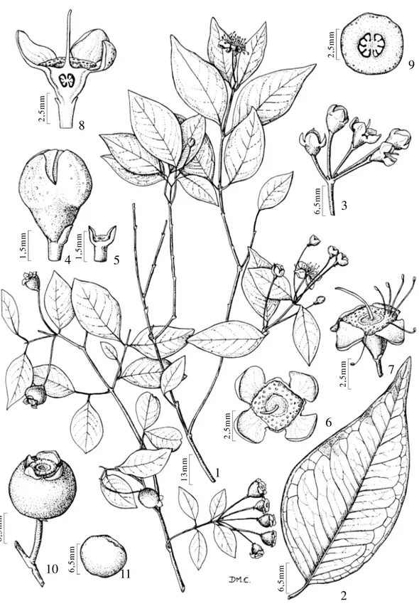 Figura 1. Calycorectes psidiiflorus O. Berg. Sobral - 1. Hábito. 2. Folha. 3. Inflorescência