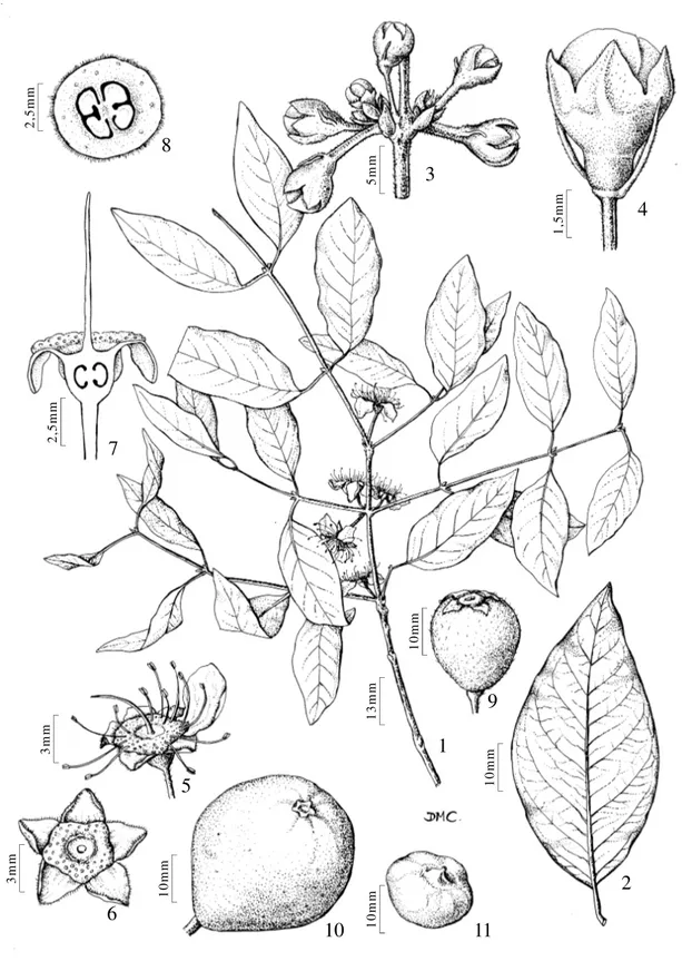 Figura 2. Hexachlamys edulis (O. Berg) Kausel &amp; D. Legrand -  1. Hábito. 2. Folha