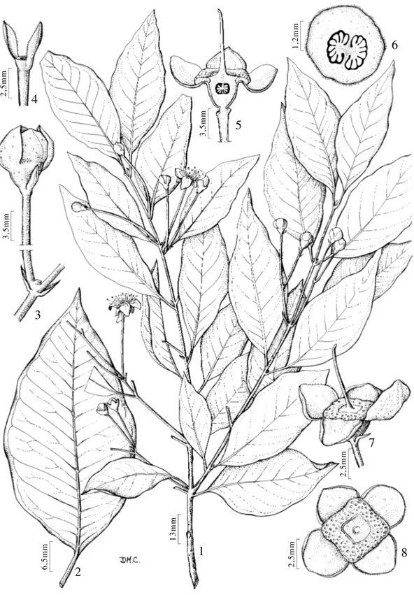 Figura 3. Myrcianthes pungens (O. Berg) D. Legrand - 1. Hábito. 2. Folha. 3. Botão floral